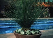 Mexican Grass Tree, Toothless Sotol