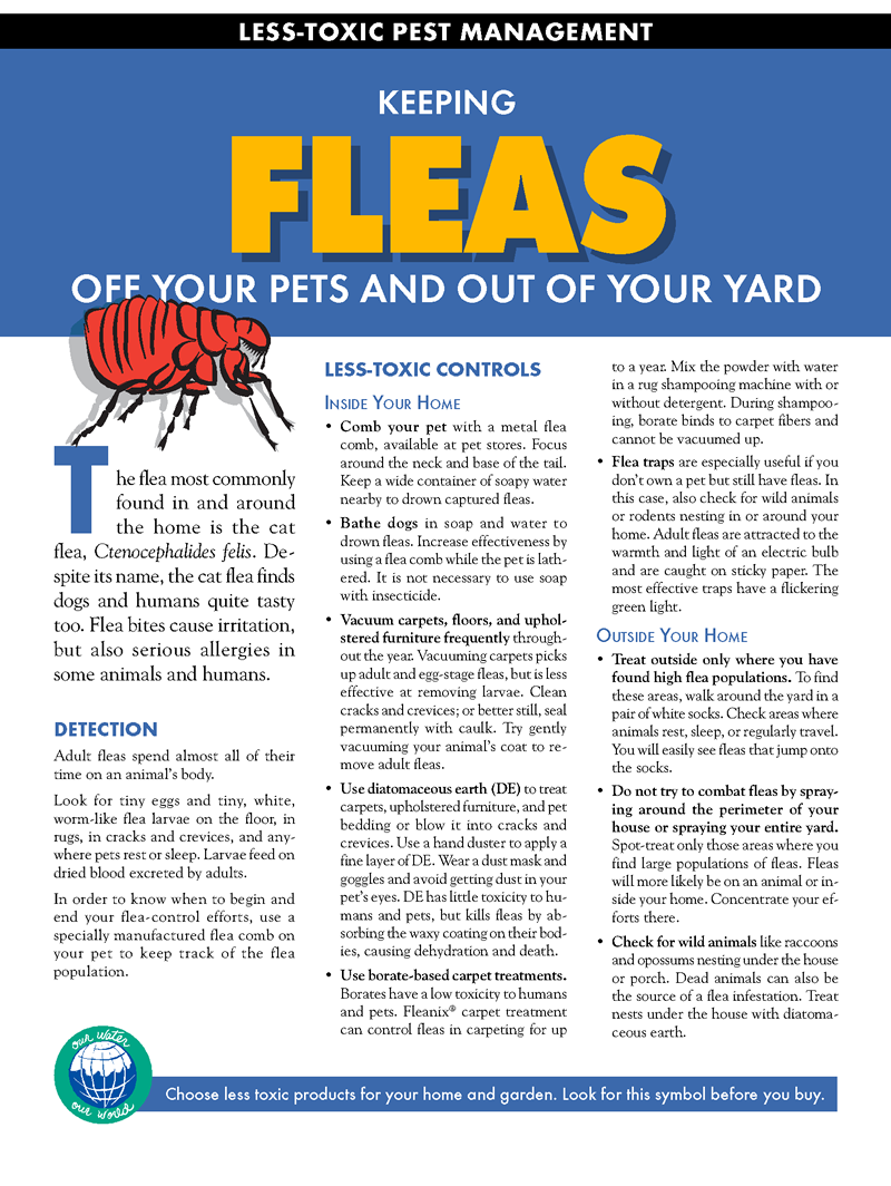 Fleas1