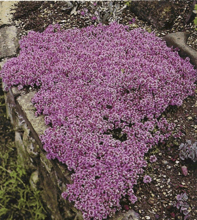 thymus