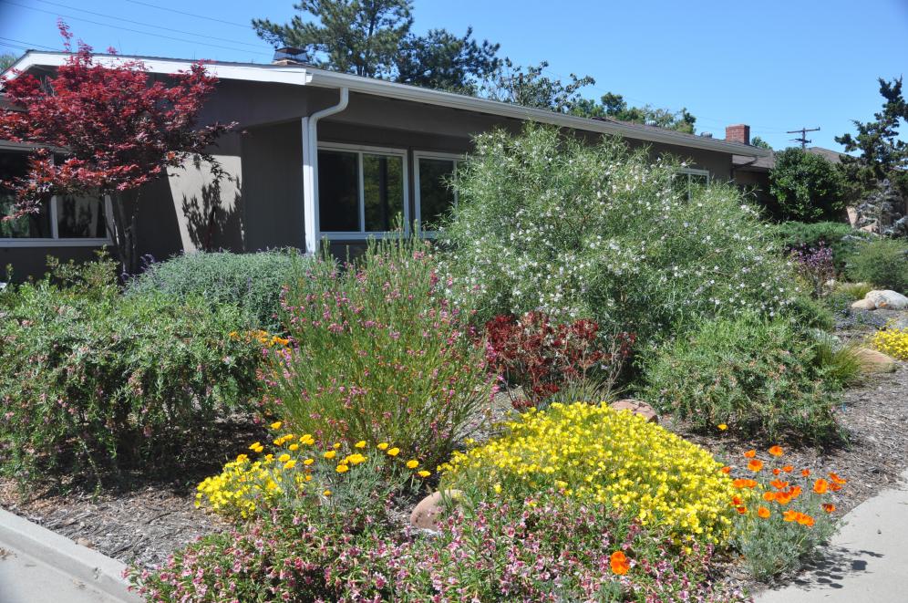Rainwater Gardens C1