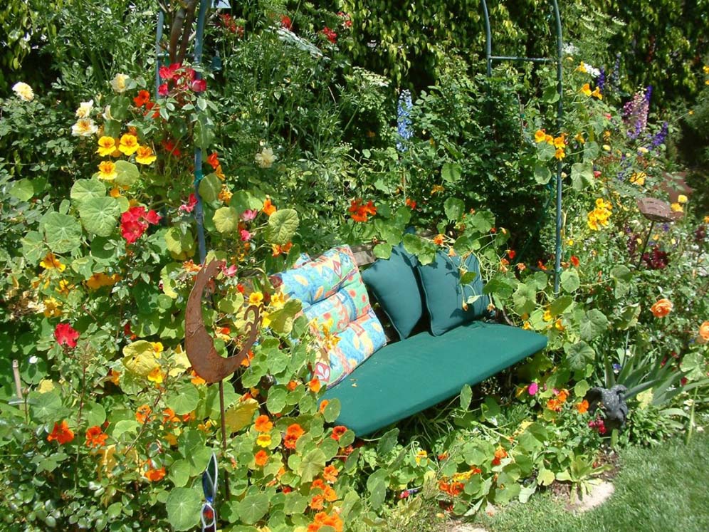 Hidden by Nasturtium