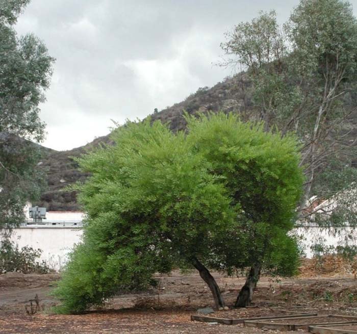 Plant photo of: Acacia longifolia