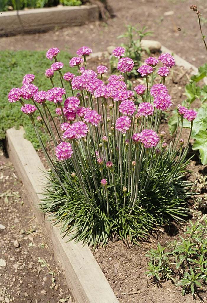 Armeria maritima