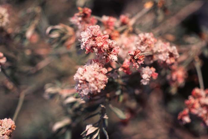 Plant photo of: Eriogonum wrightii