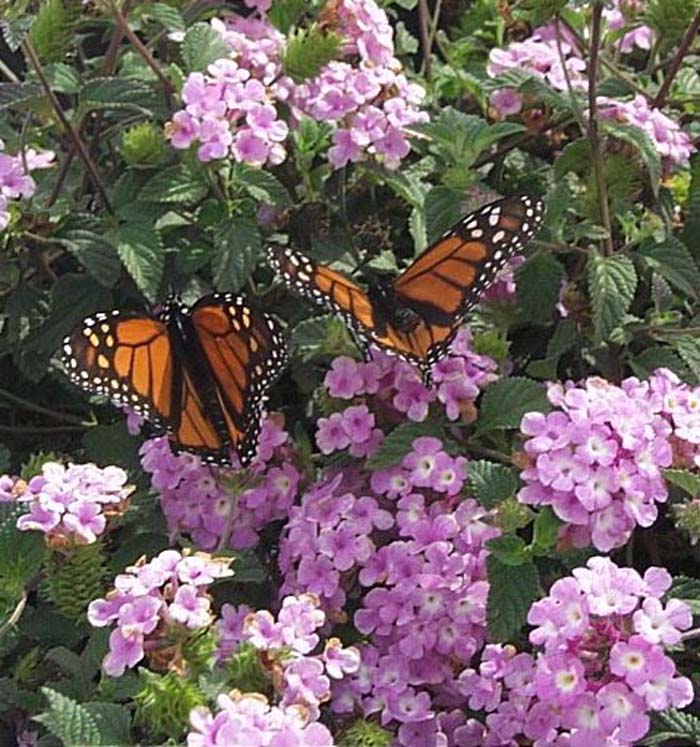 Plant photo of: Lantana montevidensis