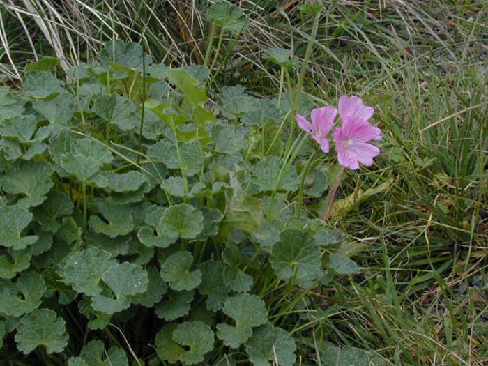 Sidalcea malviflora