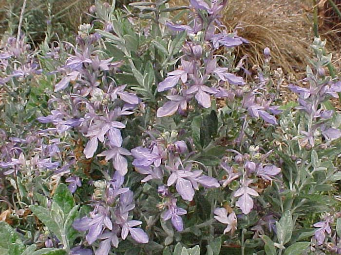 Plant photo of: Teucrium fruticans 'Azureum'