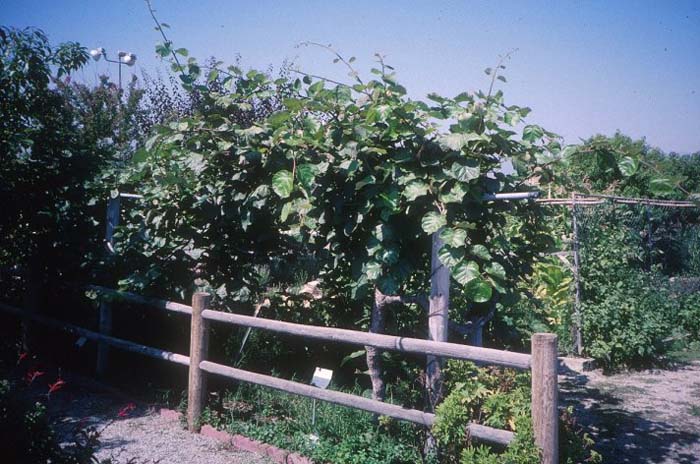 Plant photo of: Actinidia deliciosa