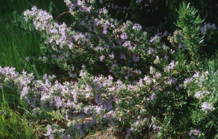 Rosmarinus officinalis 'Majorica  Pink'