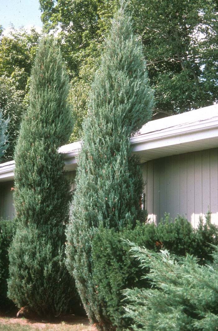 Skyrocket Columnar Juniper