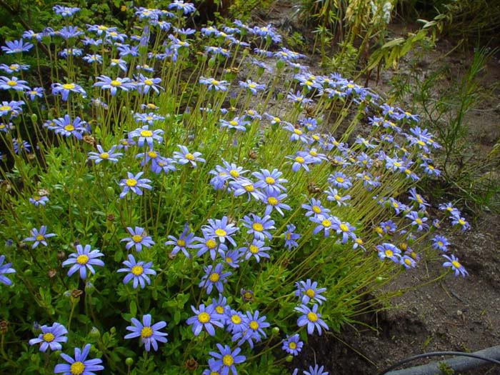 Plant photo of: Felicia amelloides