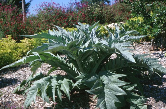 Cynara scolymus