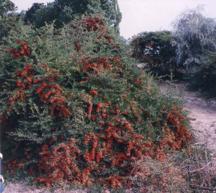 Pyracantha coccinea 'Fiery Cascade'