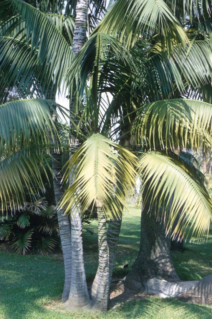 Howea forsteriana