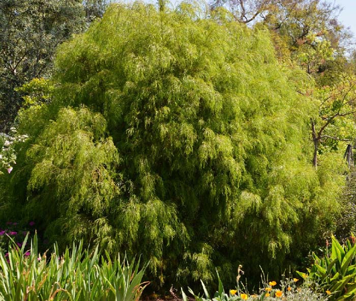 Plant photo of: Agonis flexuosa