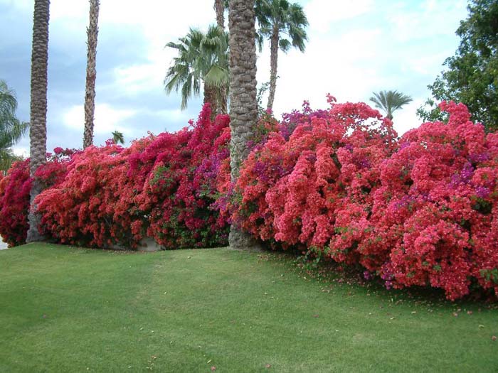 Bougainvillea, Barbara Karst