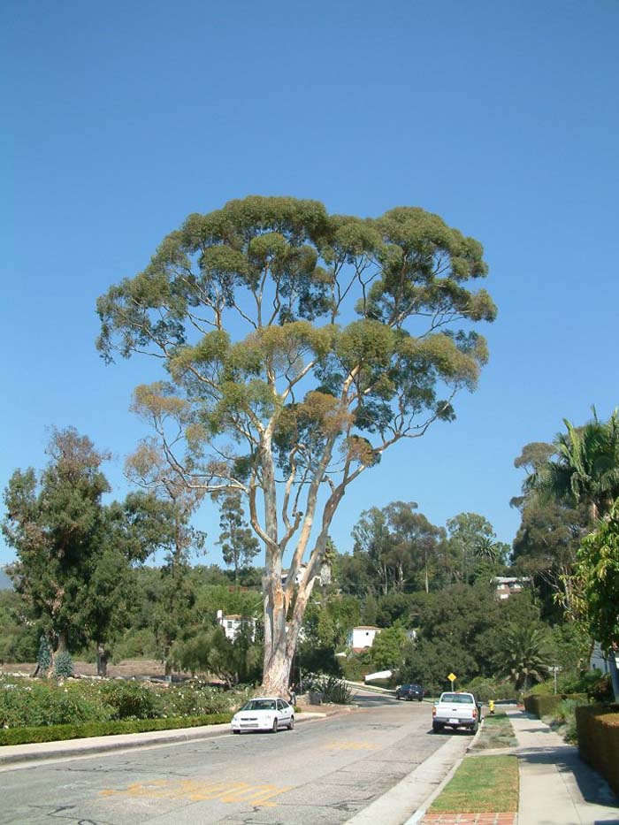 Eucalyptus leucoxylon