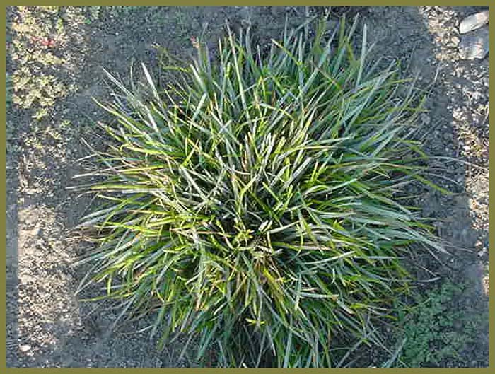 Sesleria caerulea