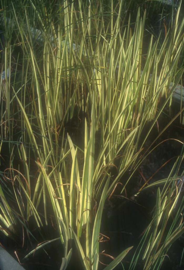 Acorus calamus 'Variegatus'