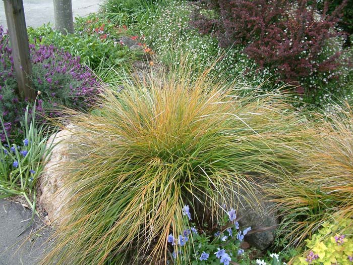 Plant photo of: Stipa arundinacea