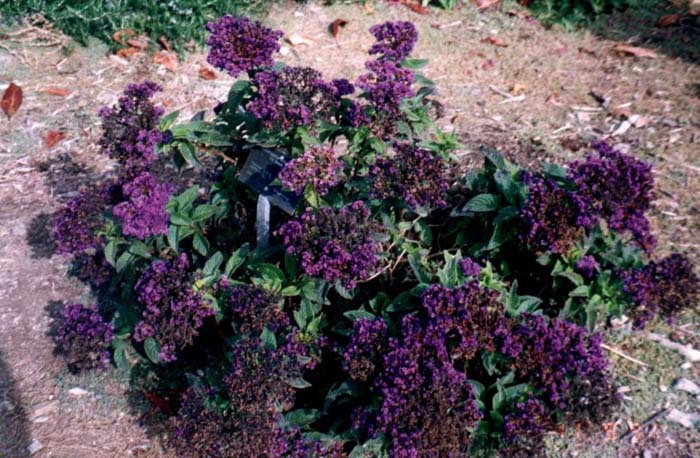 Common Heliotrope