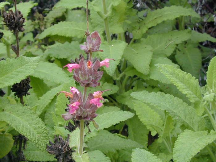 Plant photo of: Salvia spathacea