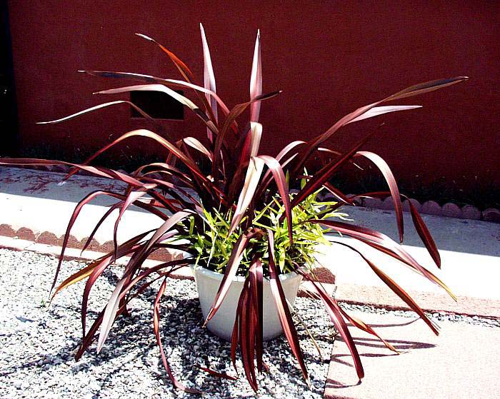 Plant photo of: Phormium 'Dazzler'