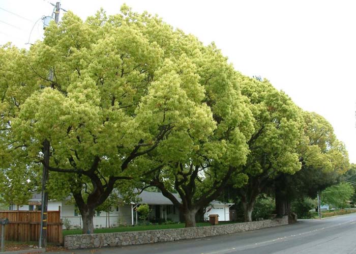 Cinnamomum camphora