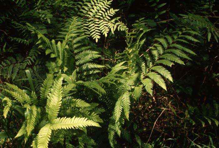 Netted Chain Fern