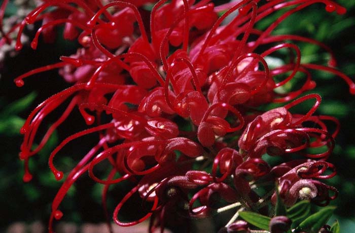 Plant photo of: Grevillea 'Canberra Gem'