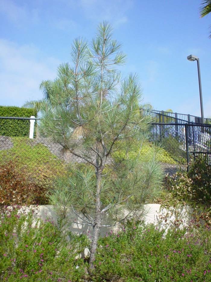 Pinus sabiniana