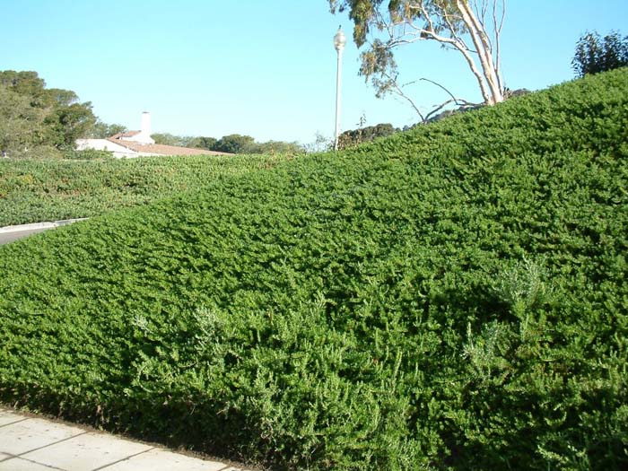 Huntington Carpet Rosemary