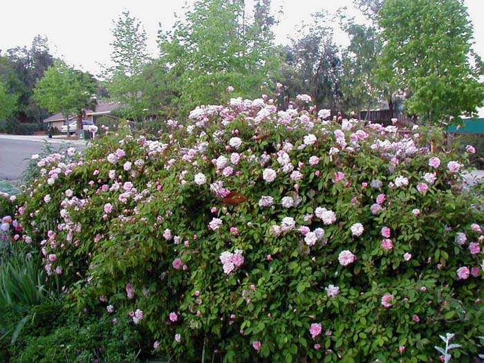 Rosa 'Cecile Brunner'