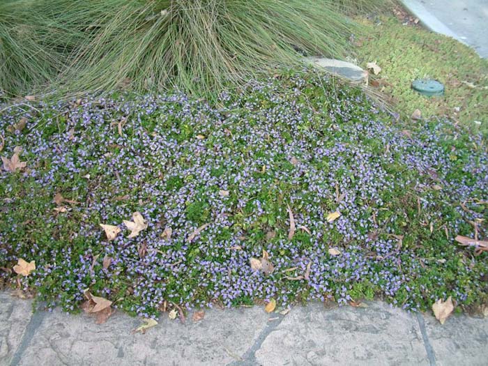 Plant photo of: Scaevola albida 'Mauve Clusters'