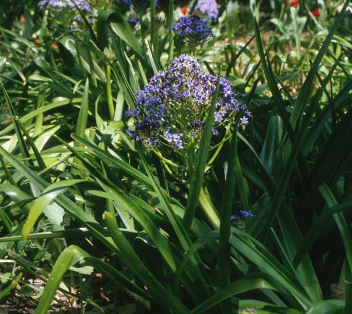 Scilla peruviana