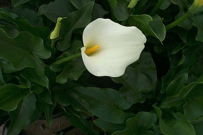 Zantedeschia aethiopica