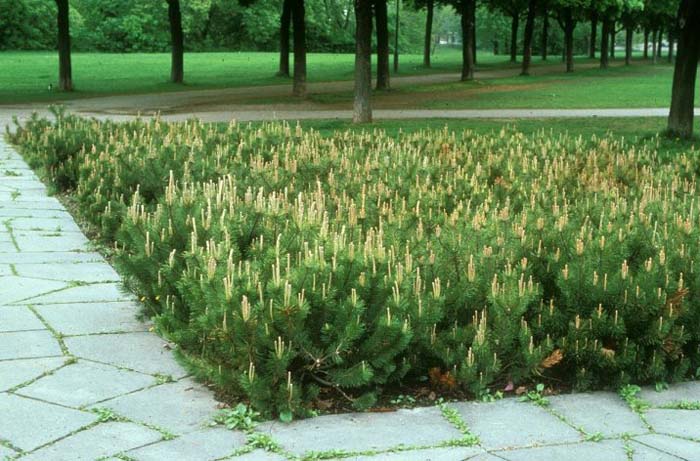 Pinus mugo  uncinata