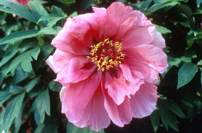 Paeonia  'Flying Swallow in Red Dress