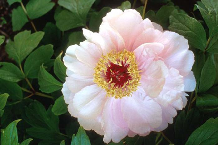 Paeonia 'Goddess of Mt. E Mei'