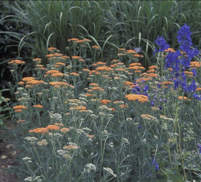 Plant photo of: Achillea millefolium 'Terra Cotta'