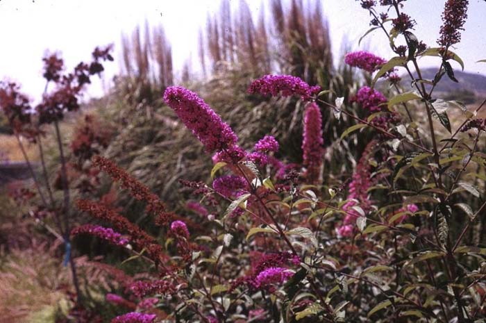 Buddleja davidii