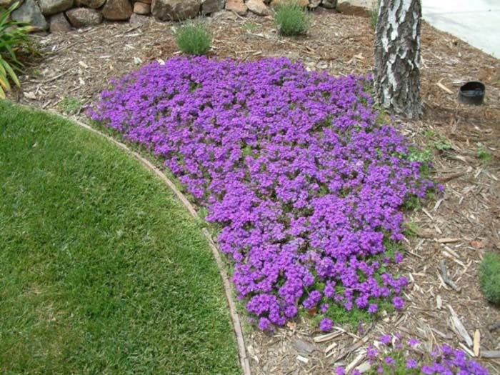 Homestead Purple Verbena