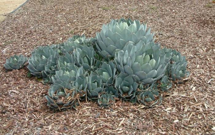 Agave parryi v. huachucensis