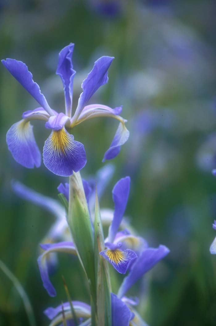 Iris Bearded 'Premier'