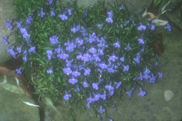 Lobelia erinus