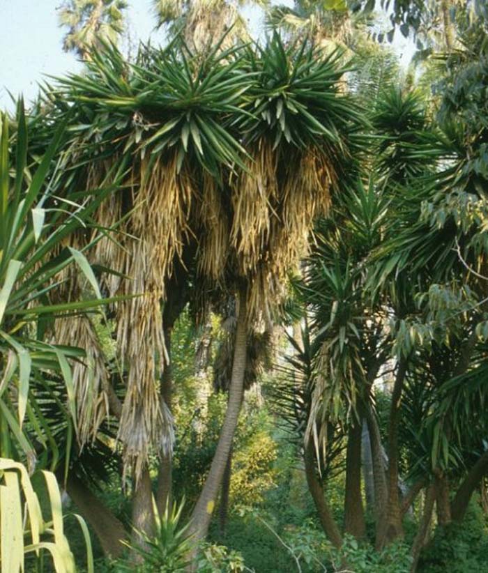 Plant photo of: Yucca aloifolia