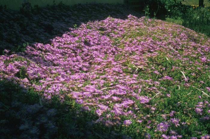 Plant photo of: Lampranthus spectabilis 'Rose'