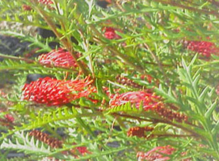 Grevillea Ivanhoe