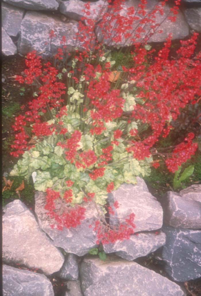 Coral Bells, Spangles