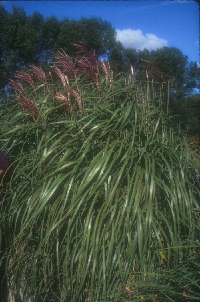 Miscanthus sinensis 'Flamingo'